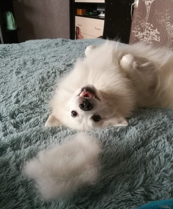 Satisfied with life :) - My, Japanese Spitz, Dog
