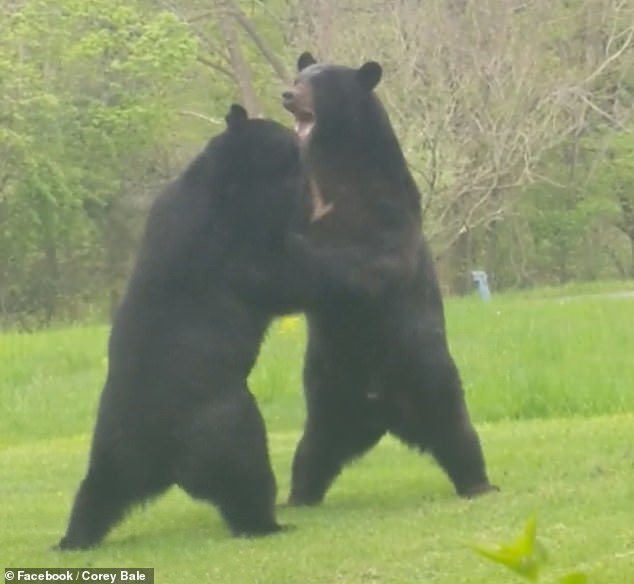 It's just that two bears decided to fight an American in the yard - Bear, Fight, Video, Longpost, The Bears