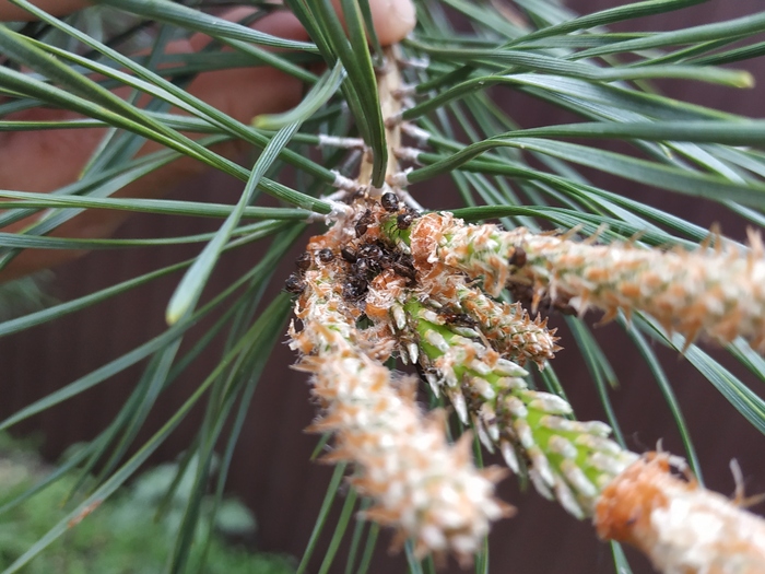 Black beetles eat pine - My, Gardening, Жуки, Insects, Pests