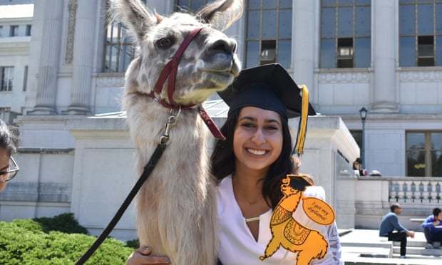 Lamas help students cope with stress - Animals, Llama, Longpost