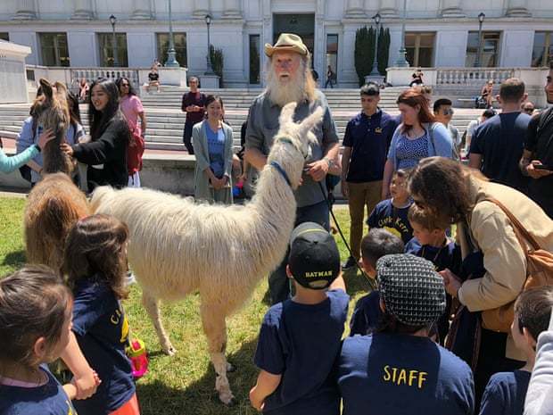 Lamas help students cope with stress - Animals, Llama, Longpost