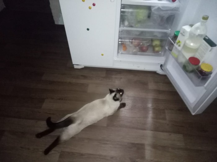 In this heat, even cats get high from the refrigerator - Big cats, Refrigerator, Heat, summer heat, cat