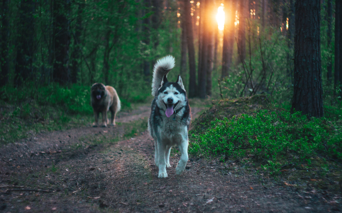ordinary walk - My, Husky, Caucasian Shepherd Dog, Helios, Forest, Longpost