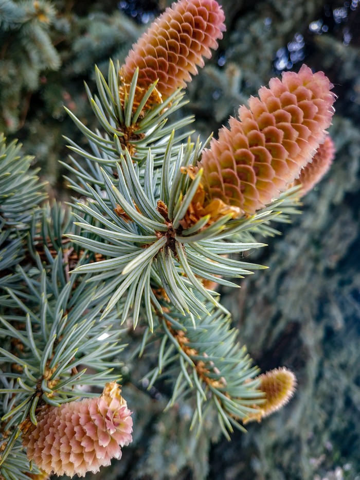 And the smell! - My, Beginning photographer, Cones, Christmas trees