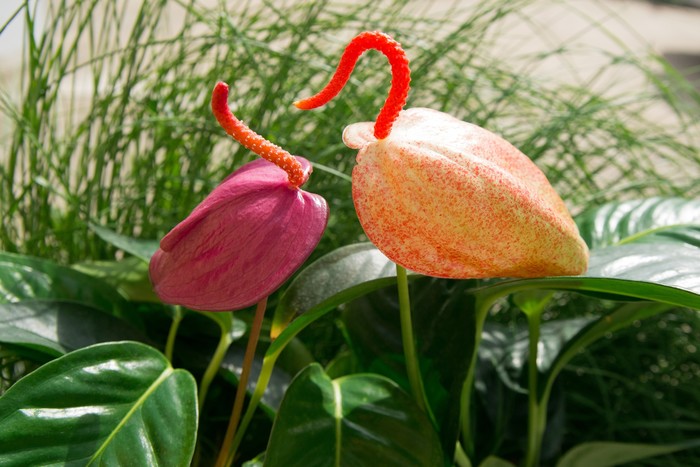 These are, here, flamingos) - My, Beginning photographer, Anthurium, Flowers, The photo