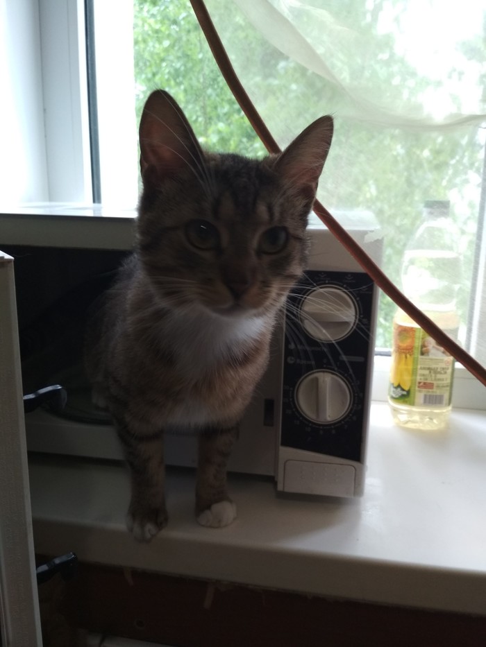 microwave cat - My, cat, The photo, Humor