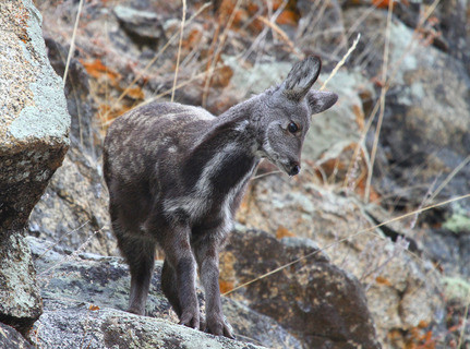 Cute vampire of Transbaikalia - Musk deer, Nature, Transbaikalia, Siberia, Taiga, Musk, take care of yourself, Longpost