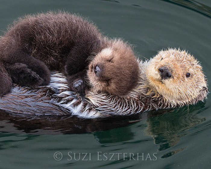 The joy of motherhood - The photo, Animals, Sea otter, Young, Milota