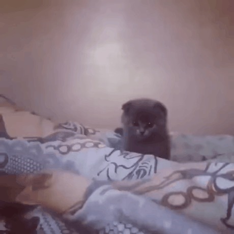 Котенок-охотник.