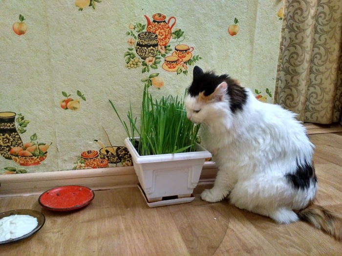 Кто сказал что кошка коню не родственник?