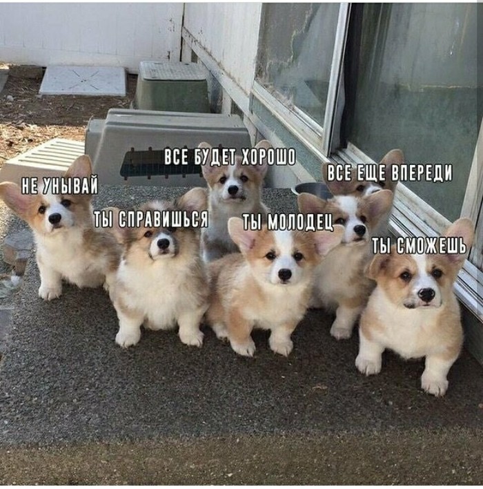 Some positivity ;) - Milota, Corgi, Danila Poperechny, Longpost, Picture with text, Memes