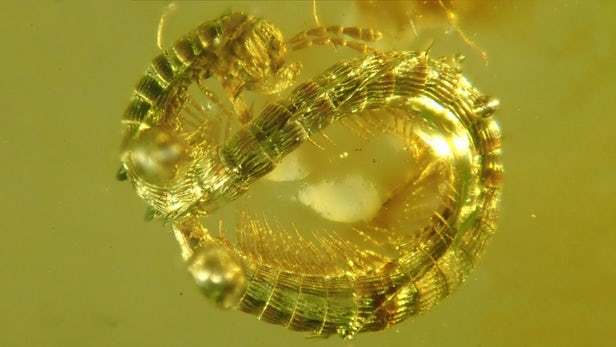 Centipede 99 million years old - Centipede, Inclusion, Amber, Paleontology, GIF