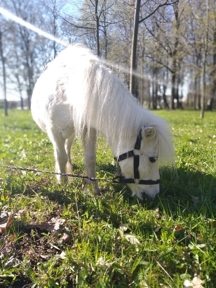 Horses/ponies. - My, Animals, Horses, Pony, Work, Fear, Sadness