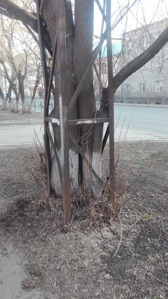 Side by side - My, Tree, Steel, Pillar, Tower, Nature, Person, Longpost