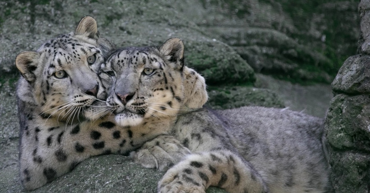 Снежный барс ирбис семья. Барс 31. Барс 31. Снежный барс фото. Пятна снежного барса.