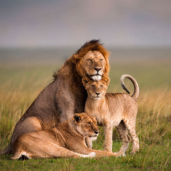 Quiet family happiness. - a lion, Lioness, Savannah, Family, Happy family, Animals, The photo
