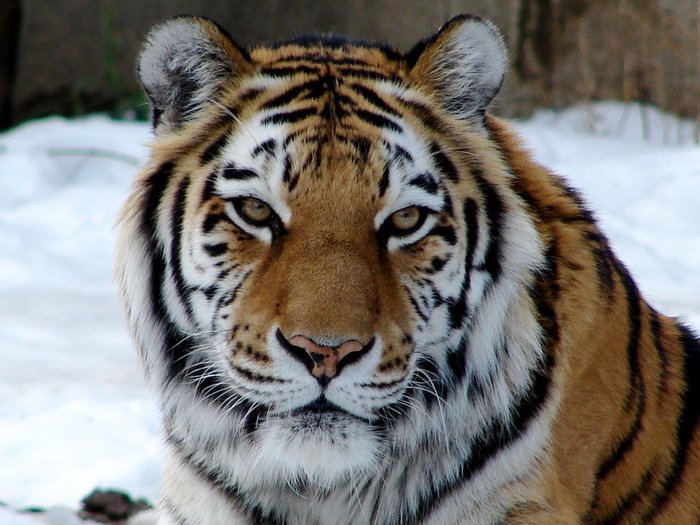 Amur tiger - guest of Transbaikalia - Transbaikalia, Nature, Longpost, Amur tiger