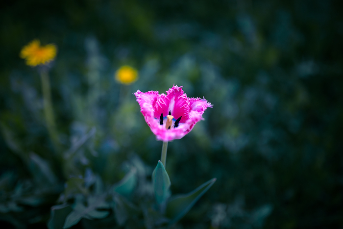 Flower - My, Beginning photographer, Flowers, Bokeh