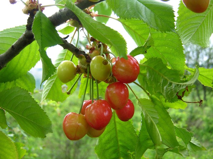 Cherry sings. - Crimea, Cherries, Spring, Berries