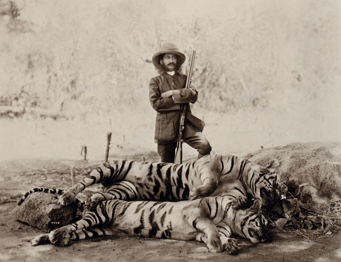 Stay alive - Amur tiger, Tiger, Longpost