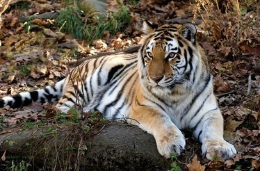 Stay alive - Tiger, Amur tiger, Longpost