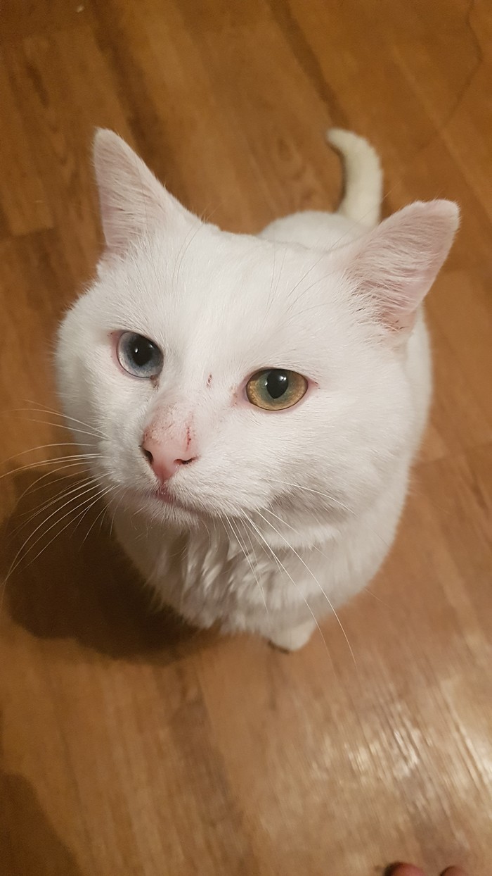 Here is my Coconut Pink Nose - My, Coconut, Heterochromia, Longpost, Pets, cat