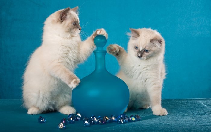 Pour it! - cat, Kittens, Catomafia, Burmese cat, Carafe, Staging
