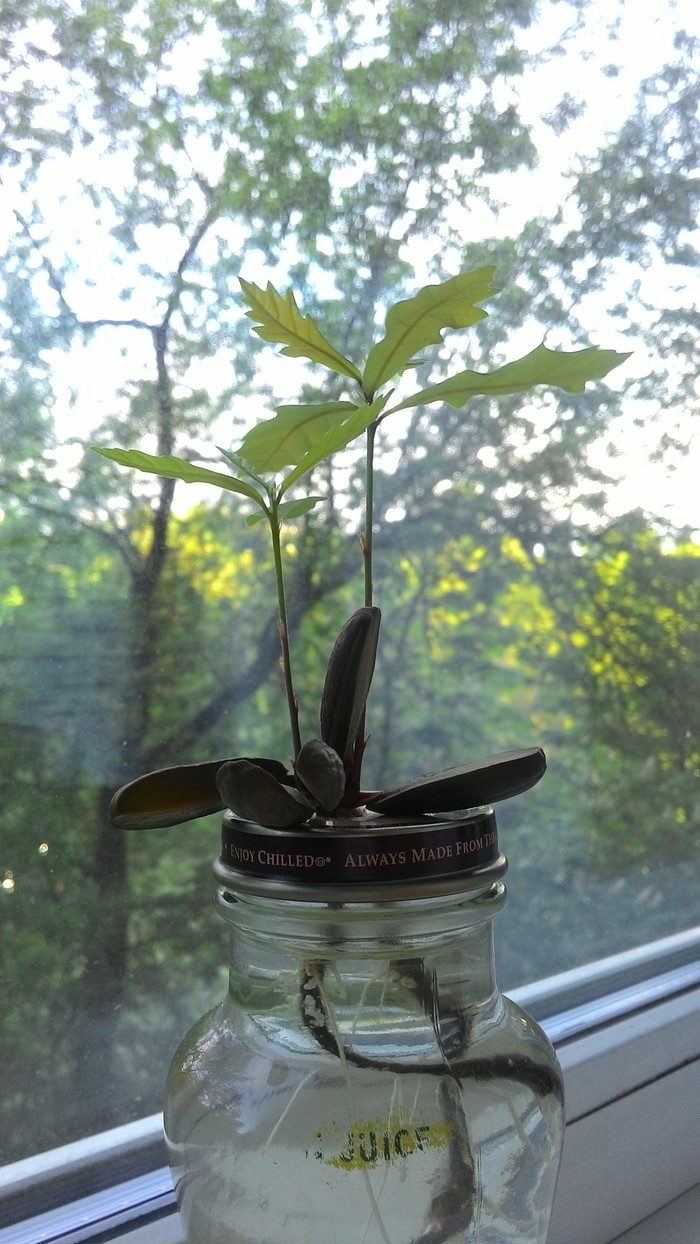 Two oak trees on the windowsill - My, Oak, Acorn, Tree