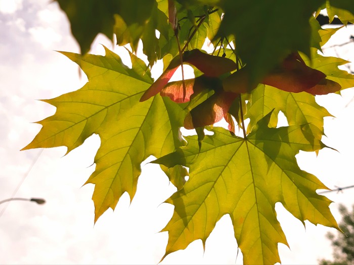 maple lionfish - Maple, Seeds, Spring, My, Tree, Nature, The photo, Longpost