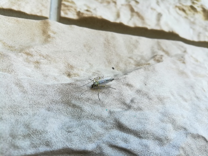 What are these creatures? - Mosquitoes, Males, Insects, No rating