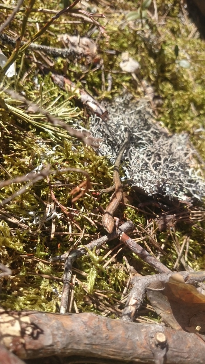 Nature under your feet. - My, Lizard, The sun, Mood, Sunday, Macro photography, Nature, Longpost