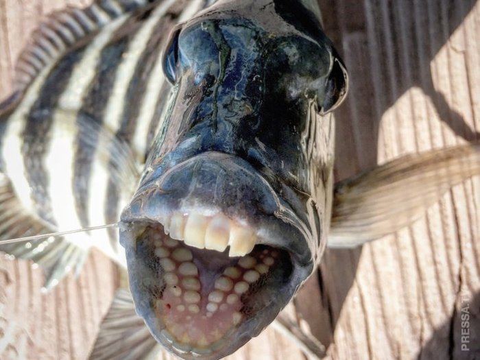 Fish with human teeth washed up in the sea in Georgia - The photo, Unusual, A fish, Longpost
