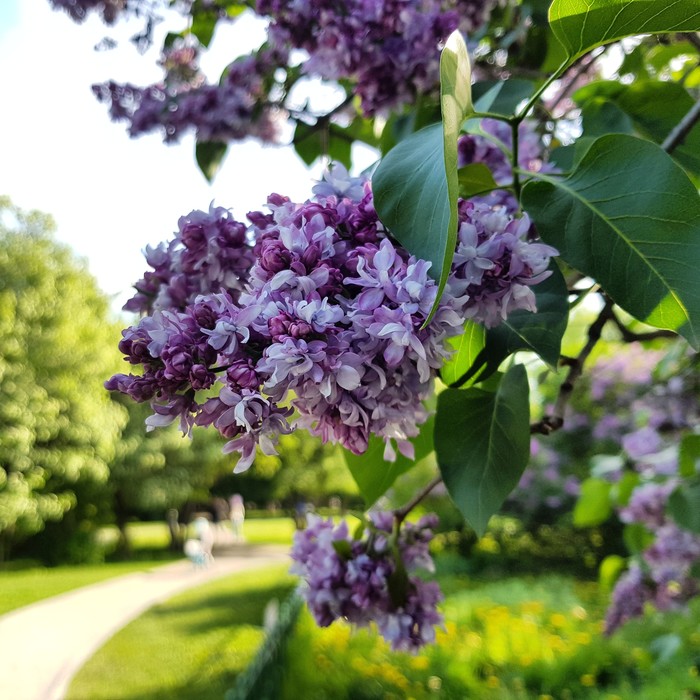 Сиреневый сад - Моё, Сирень, Сиреневый сад, Sony a58, Helios44-2, Длиннопост, Гелиос44-2