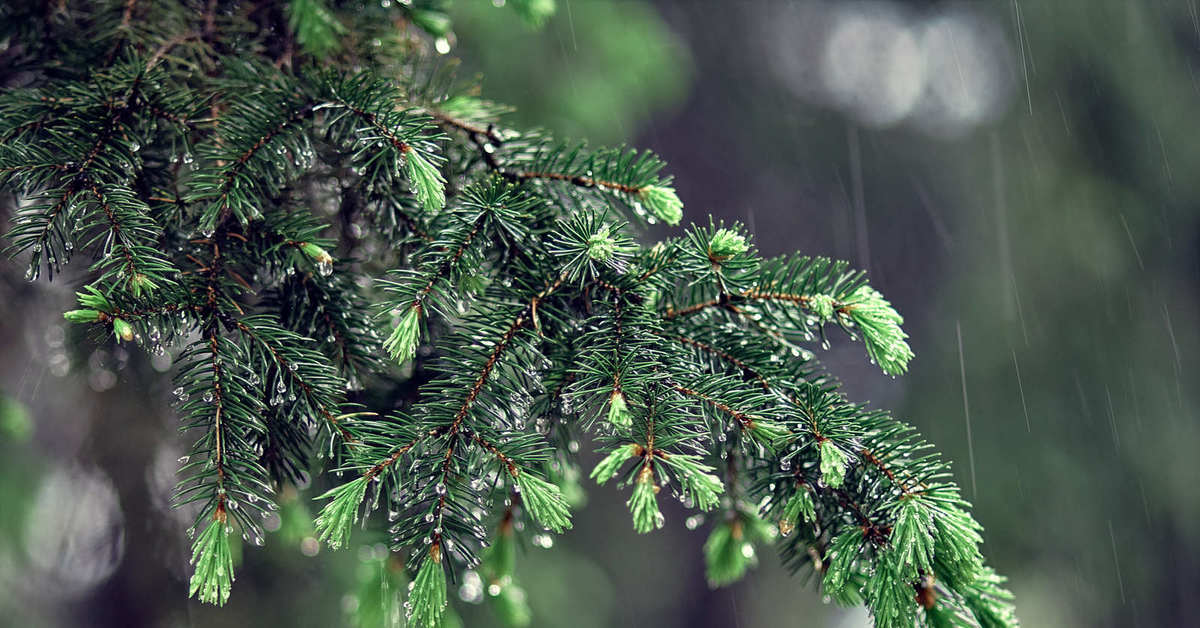 Атмосферное явление ледяной дождь. Дожди елки. Новогоднее украшение дождик. Роса на хвое. Ветка сосны.