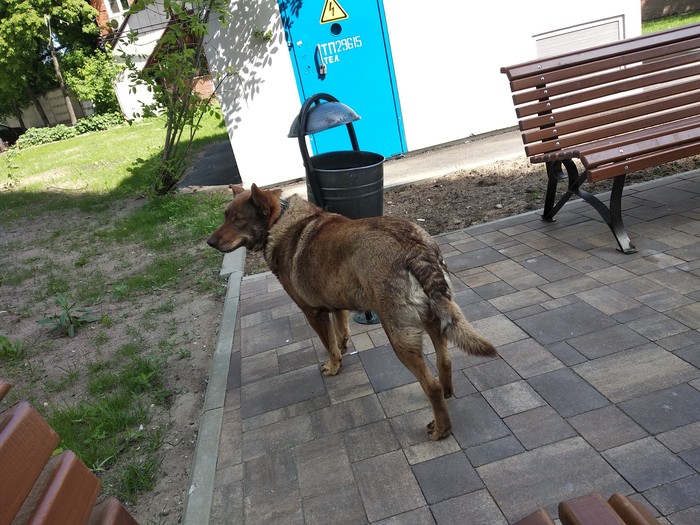 Moscow. Lost dog! - Dog, Lost, Moscow