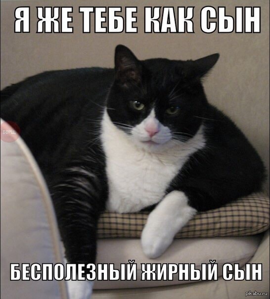 I am like a son to you - My, cat, Catomafia, Memes