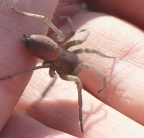 What kind of spider? - My, Definition, League of biologists, Arachnophobia, Arachnids, Video