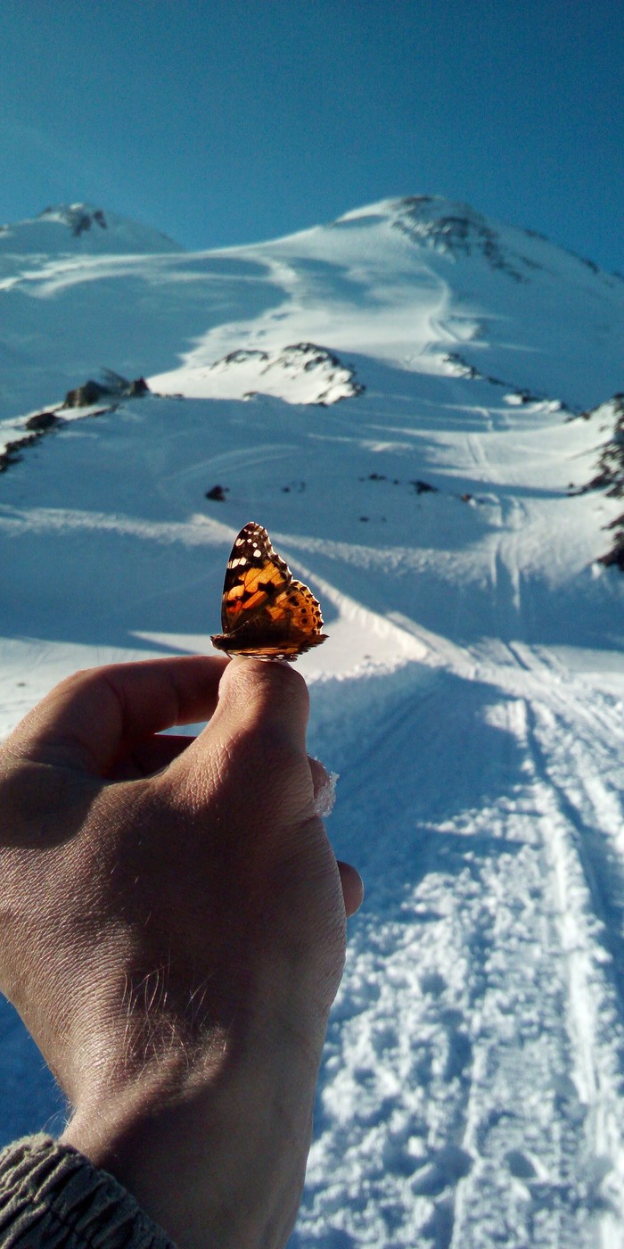 Height 3900, Elbrus - My, Elbrus, The mountains, Travels, The photo, Butterfly