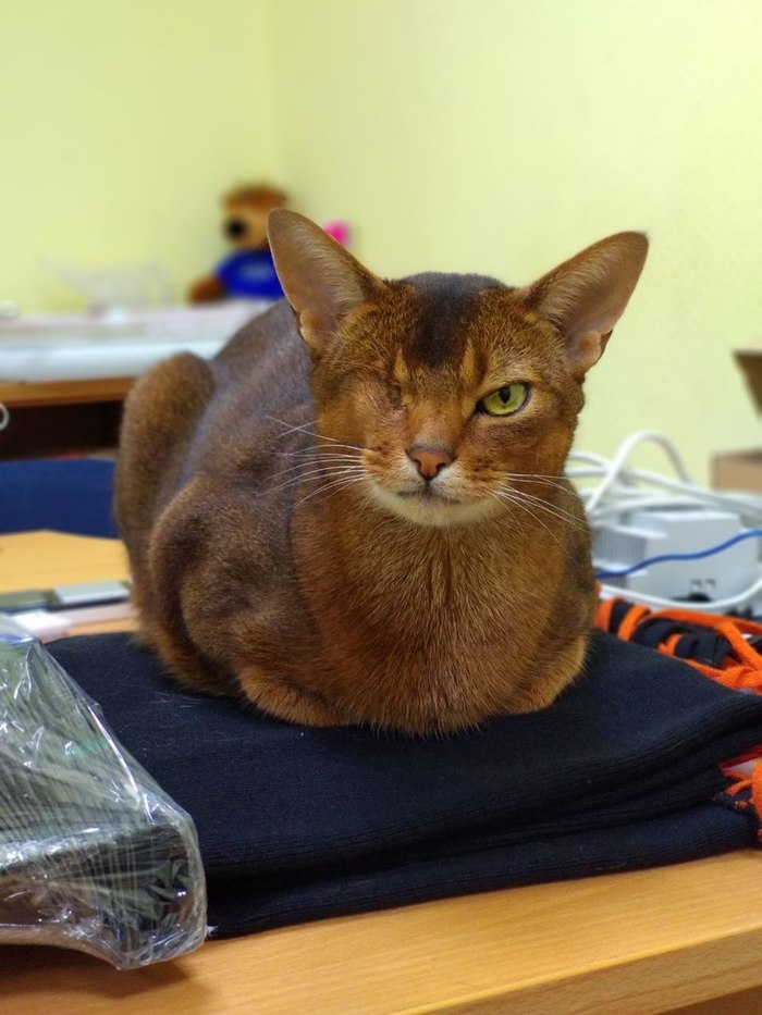 About buckwheat - My, Catomafia, Office Stories, Abyssinian cat, Patience, Longpost, cat