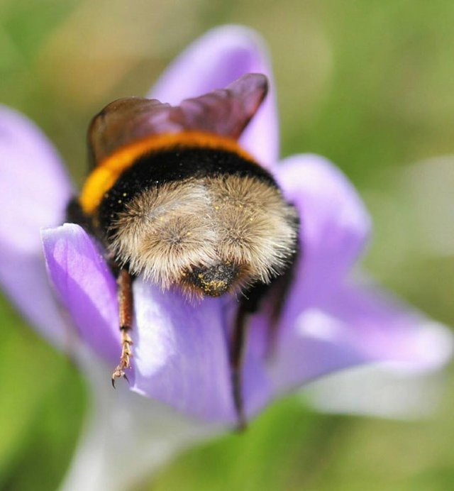 Let's dilute posts on peek-a-boo with a shemale ass - Bumblebee, Peekaboo