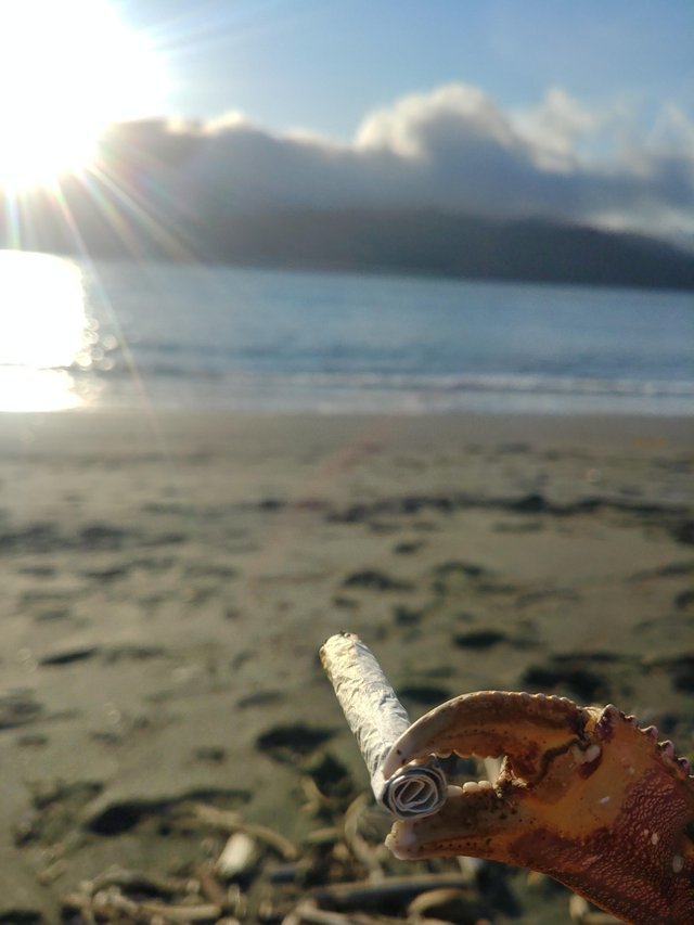 Smoke break - Crab, The photo, Sea, Beach, Smoke break