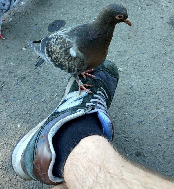 cheeky dove :) - Pigeon, The photo, Impudence