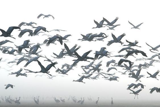 Cranes migration - Birds, Cranes, Migration