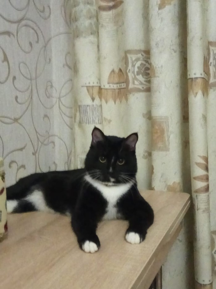 Lost cat! Yekaterinburg (Elmash) - My, Lost cat, Yekaterinburg, Elmash, cat, No rating