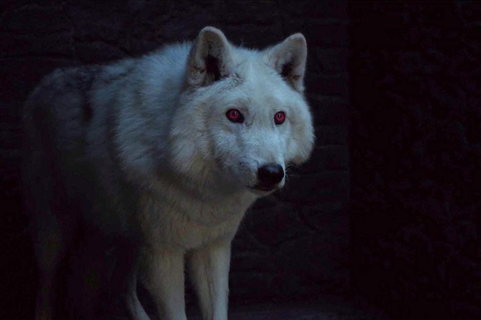 Game of Thrones..... Where? But as? Is that all??? - My, Game of Thrones, Direwolf, Why