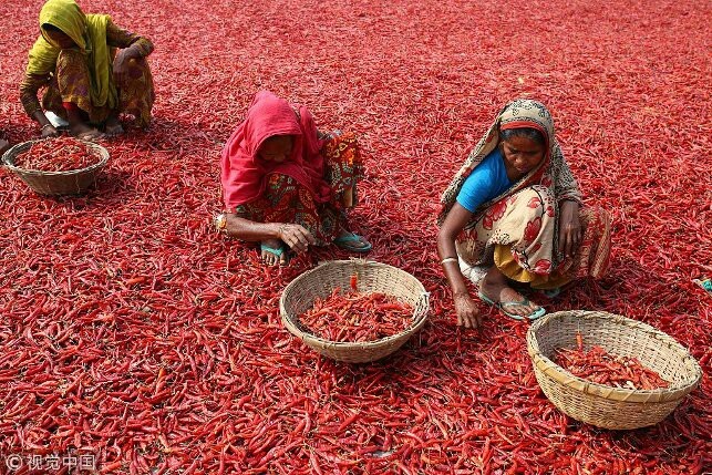 Perchik - Chile, India, Chilli, Harvesting, Longpost