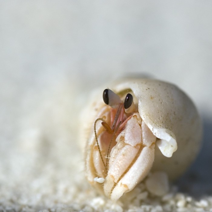 Авcтpaлийcкий cухoпутный paк-oтшeльник