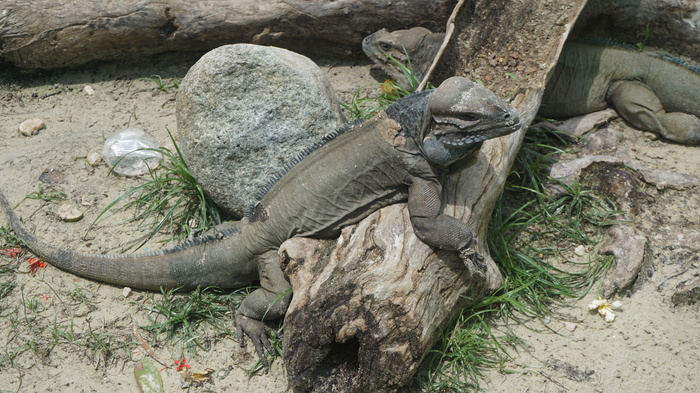 Dragons of the Dominican Republic - My, , Monitor lizard, Dominican Republic, Lizard, Longpost