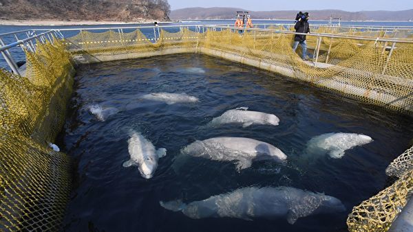 The owner of orcas from the whale prison does not intend to release animals into the wild - news, Animals, Mammals, Whale Prison, Businessman, Court, Риа Новости, Rosrybolovstvo, Video, Longpost, Businessmen