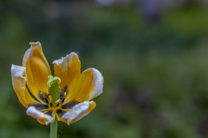 flower of communism - My, Tulips, Nature, Flora, The photo, Canon